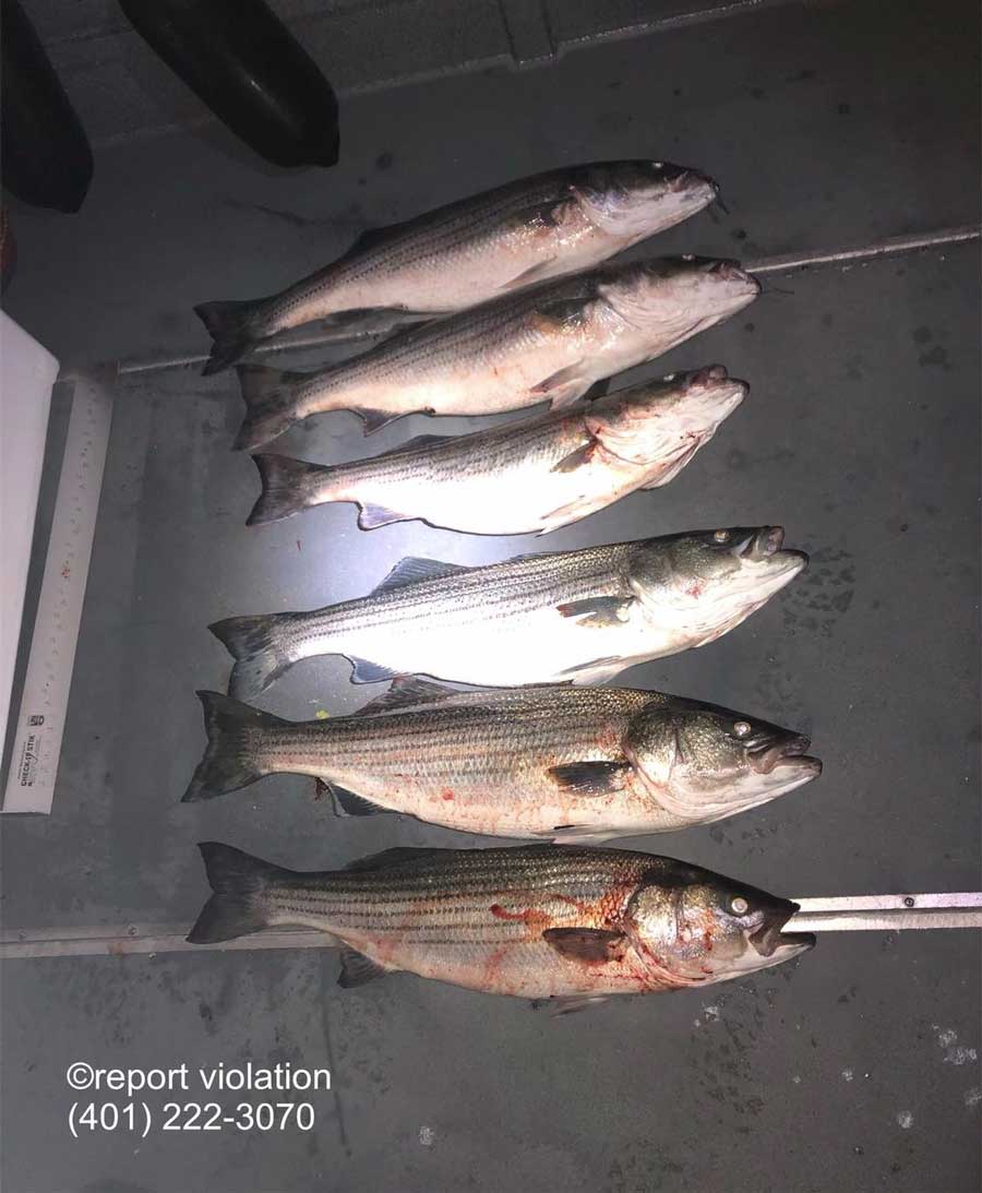 RI DEM seized stripers