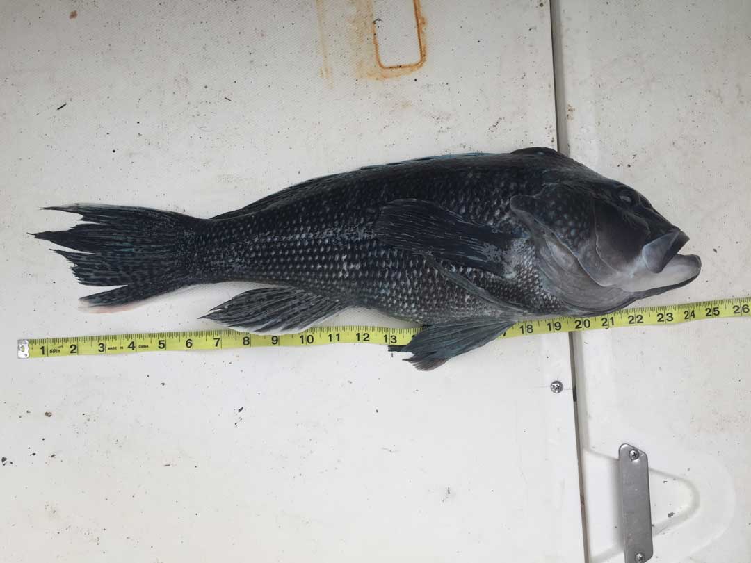 black sea bass