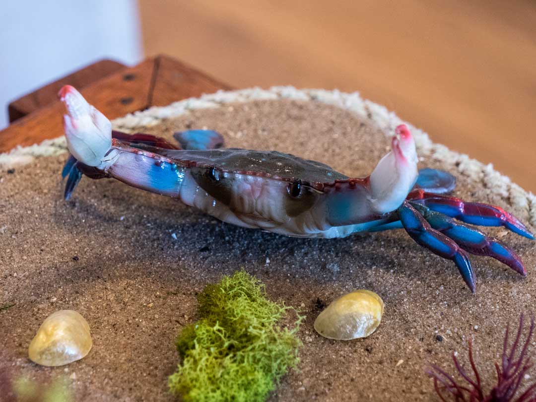 blue crab