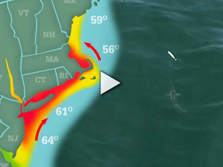 Striper Season Update