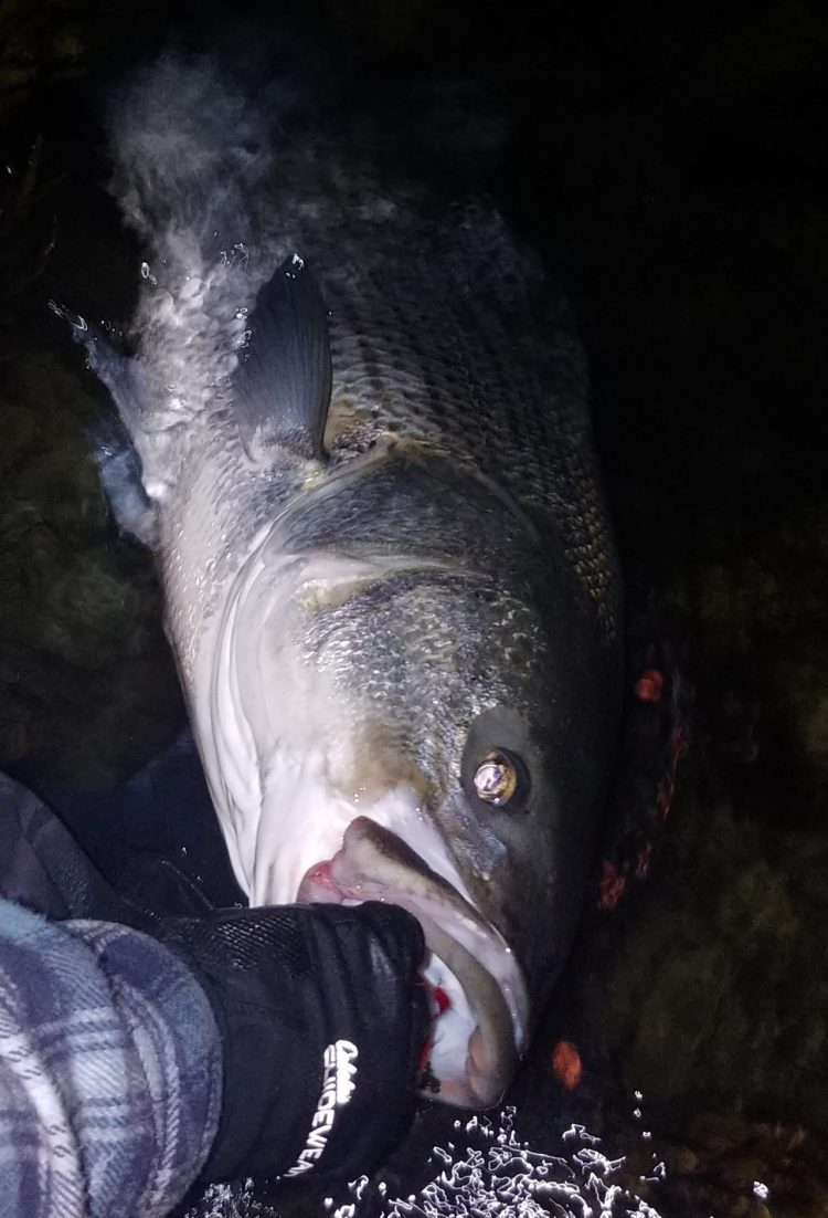 Striper Fishing Eels