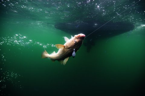Cod Fishing