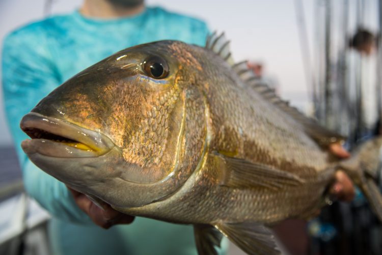 Jolthead Porgy Slow Pitch Jigging
