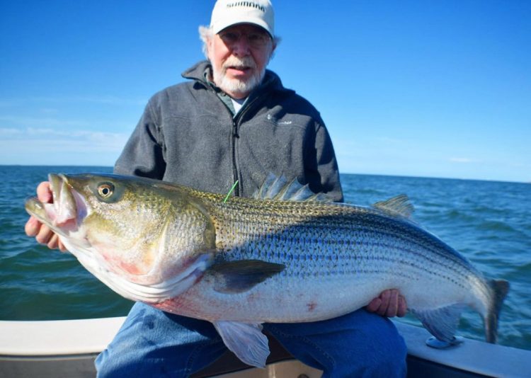 Striped Bass Connecticut