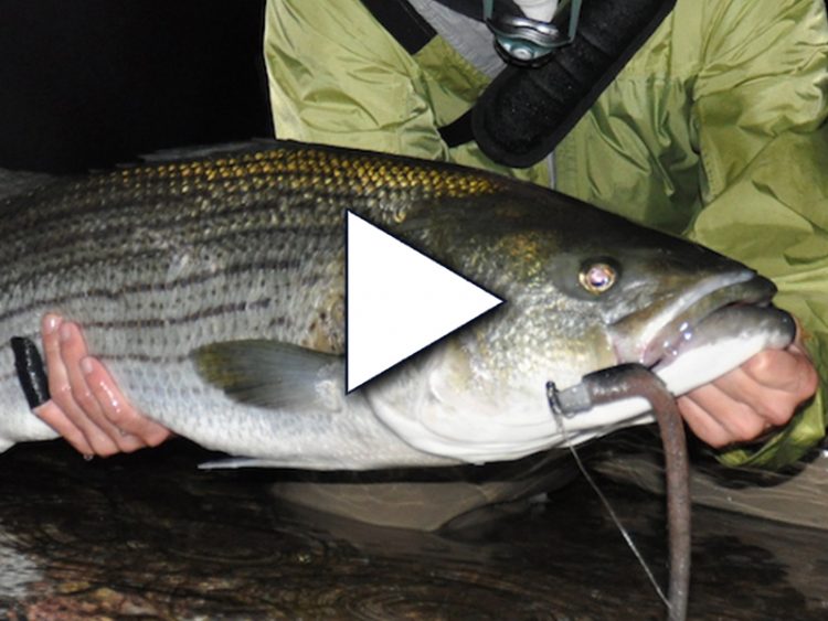 night striped bass