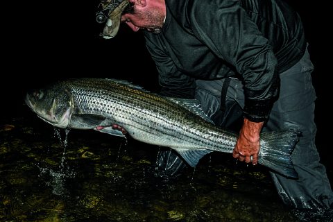 Steve Gallant Striper