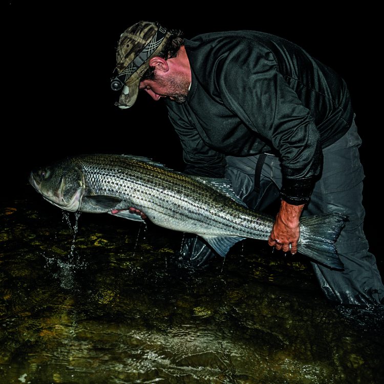 Steve Gallant Striper