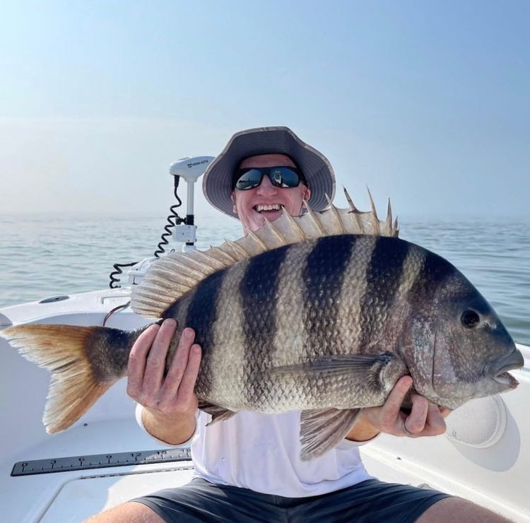 Sheepshead Fish
