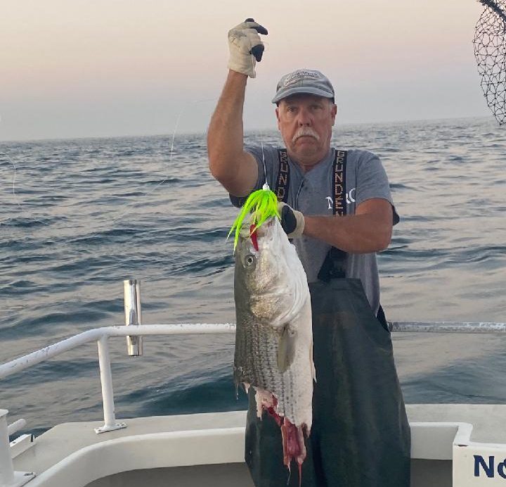 Striped Bass Sharked November Rain Charters