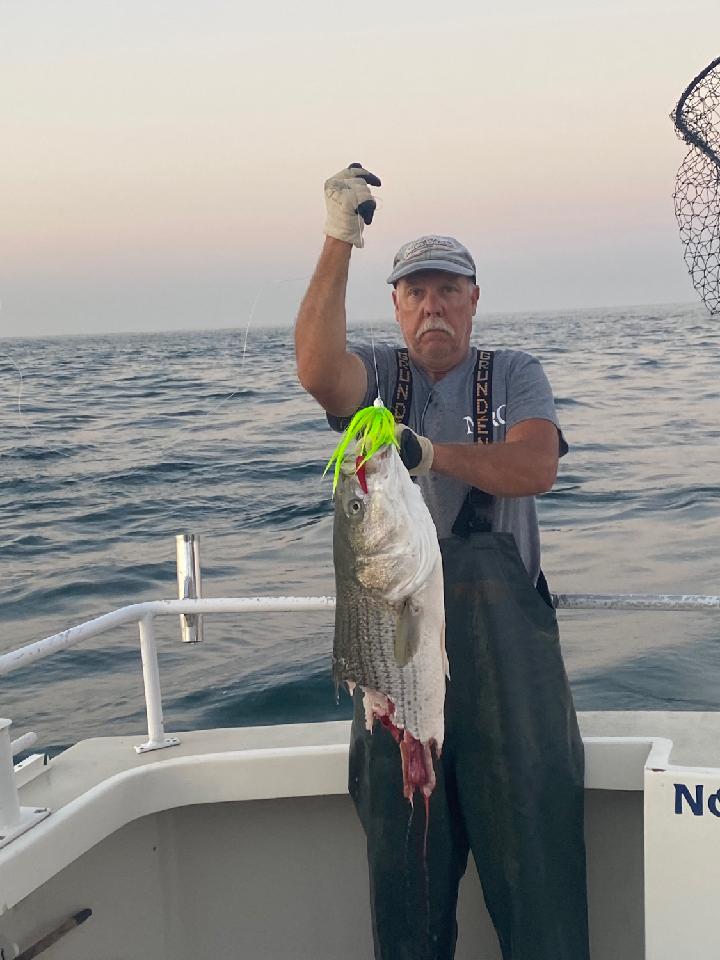 Striped Bass Sharked November Rain Charters