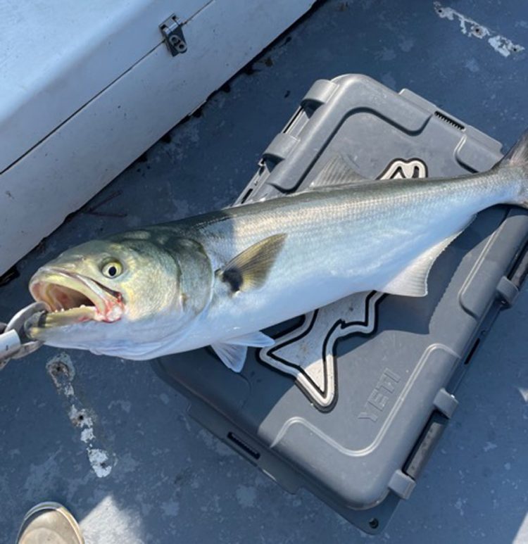 Diamond Pass Outfitters bluefish