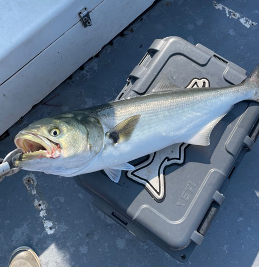 Diamond Pass Outfitters bluefish