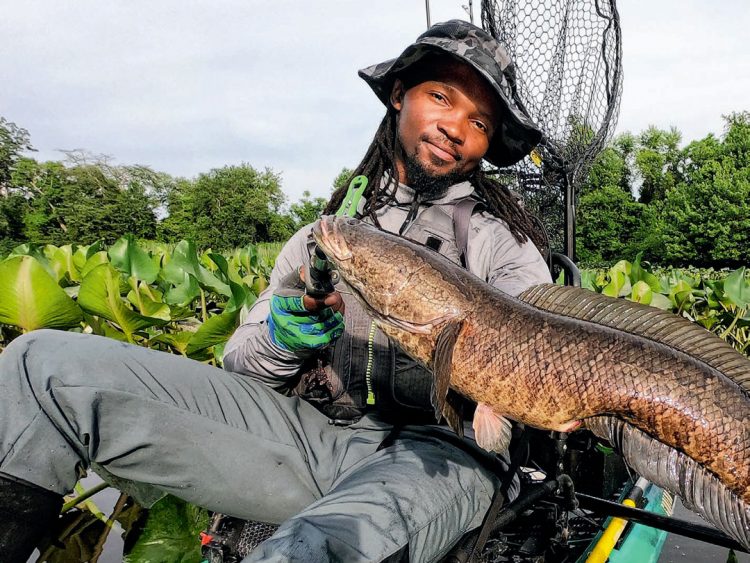 Neaven Reavey Northern Snakehead