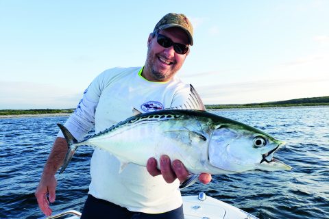 Albie Fever in New England