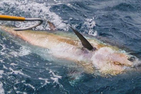 Survey to Help Increase Reporting Rates of Recreationally Caught Bluefin Tuna