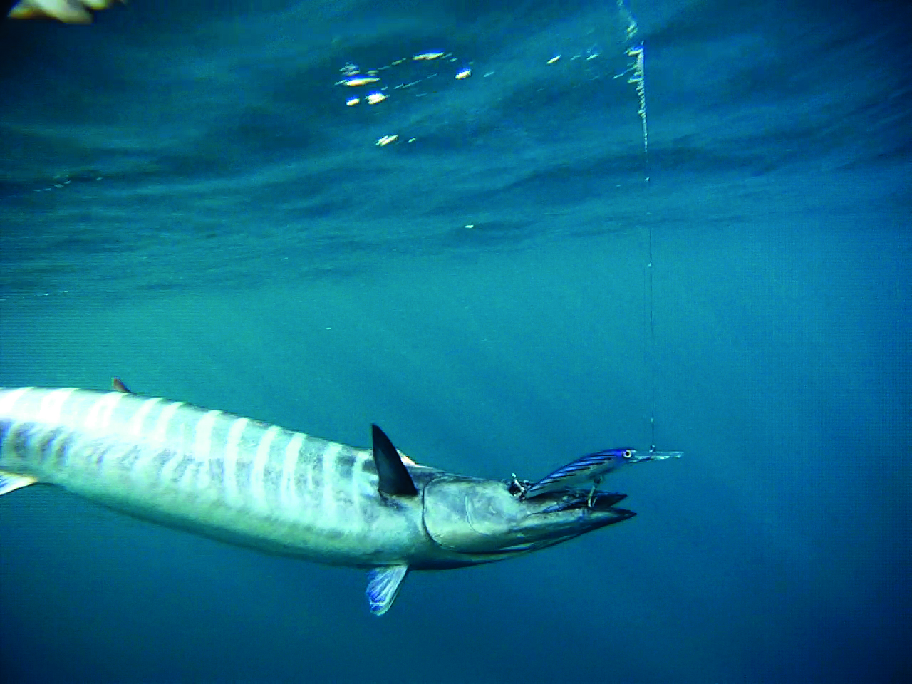 Wahoo