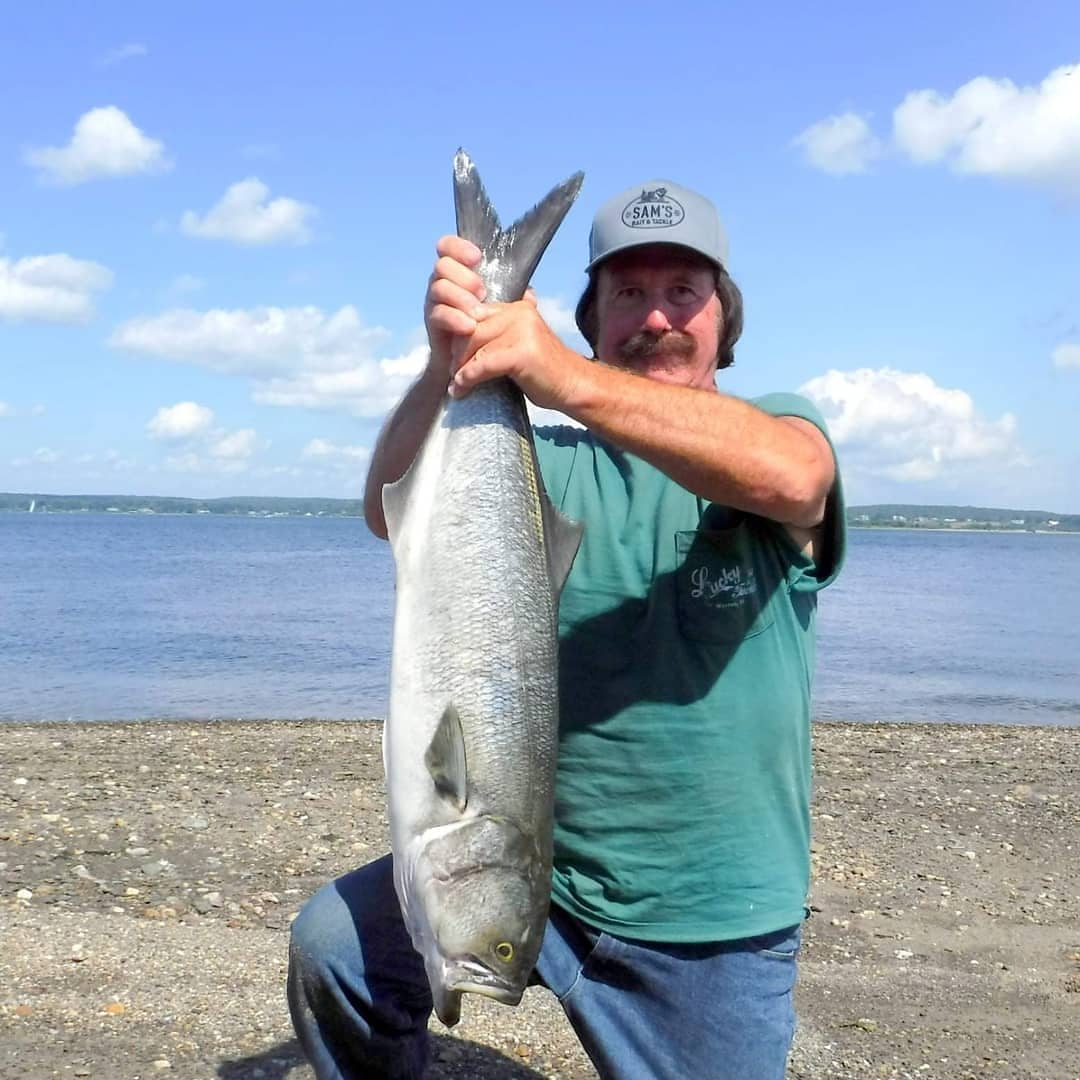 John Migliori Bluefish