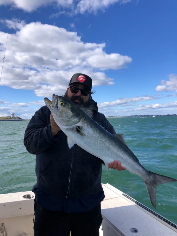 Anthony Forte Bluefish