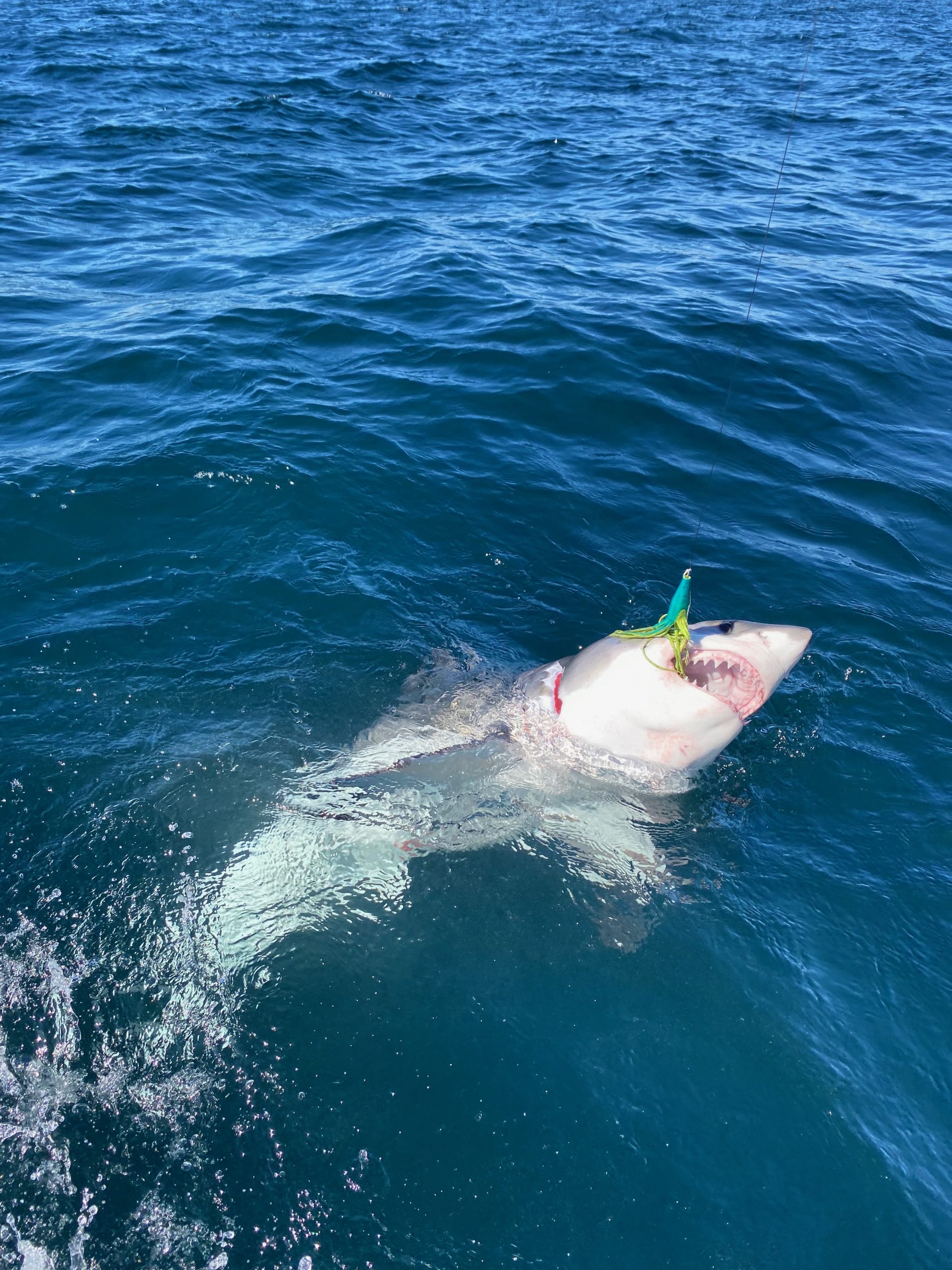 Great White Shark
