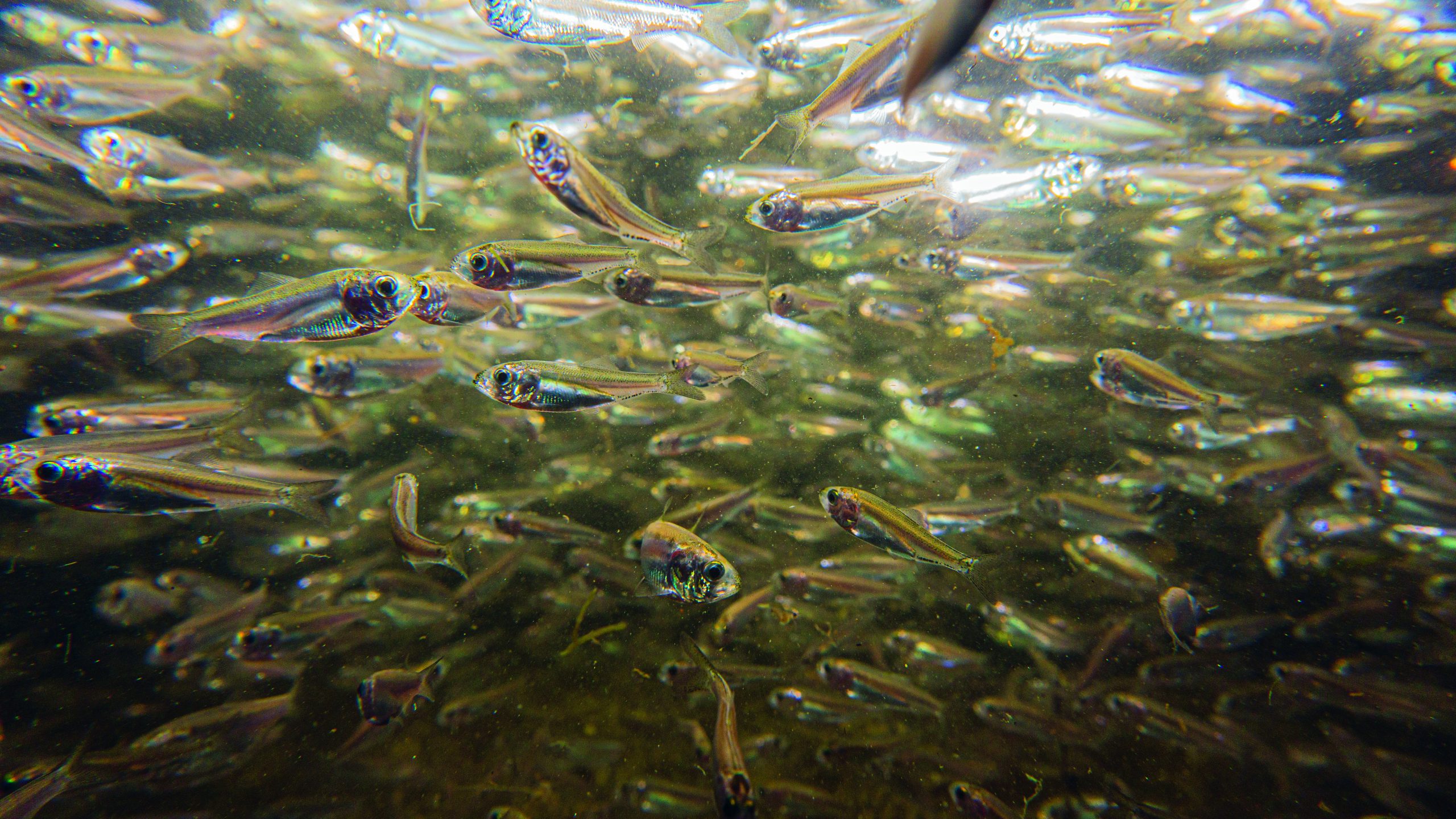 Baitfish Jerry Audet