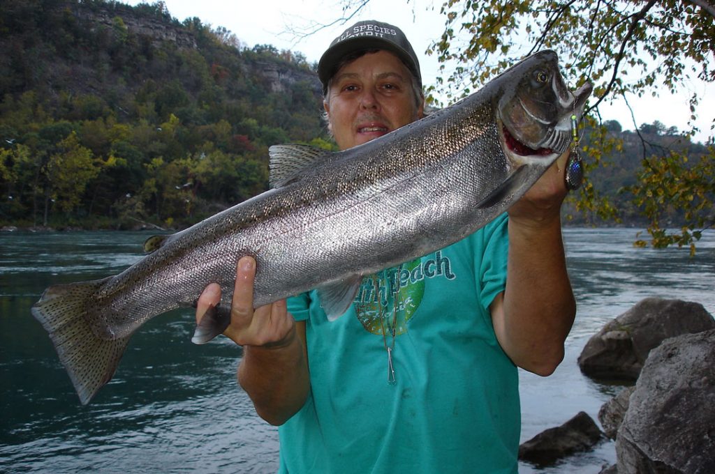 Mike Rzucidlo steelhead
