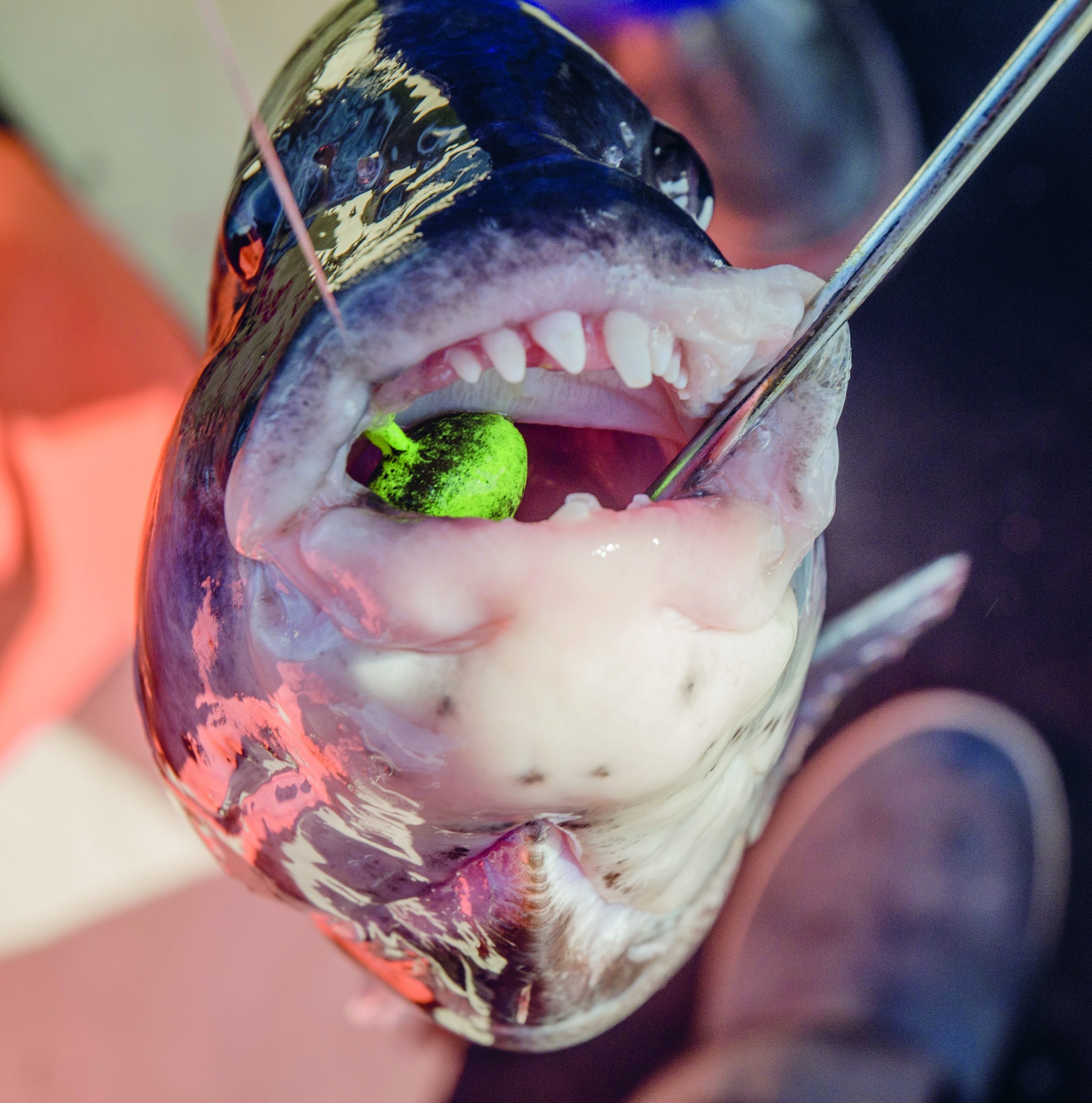 Tautog Jig
