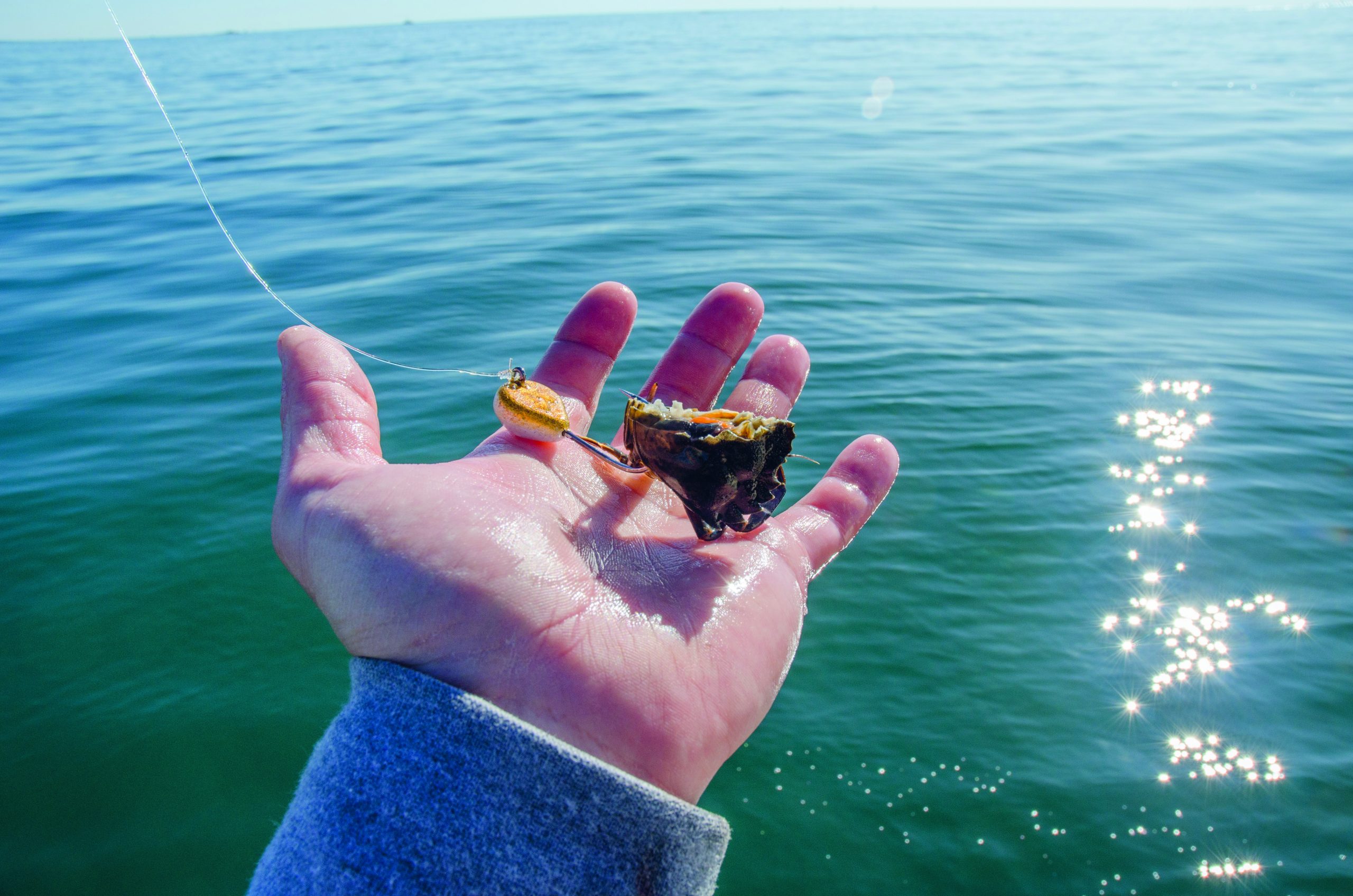 Tautog Crab