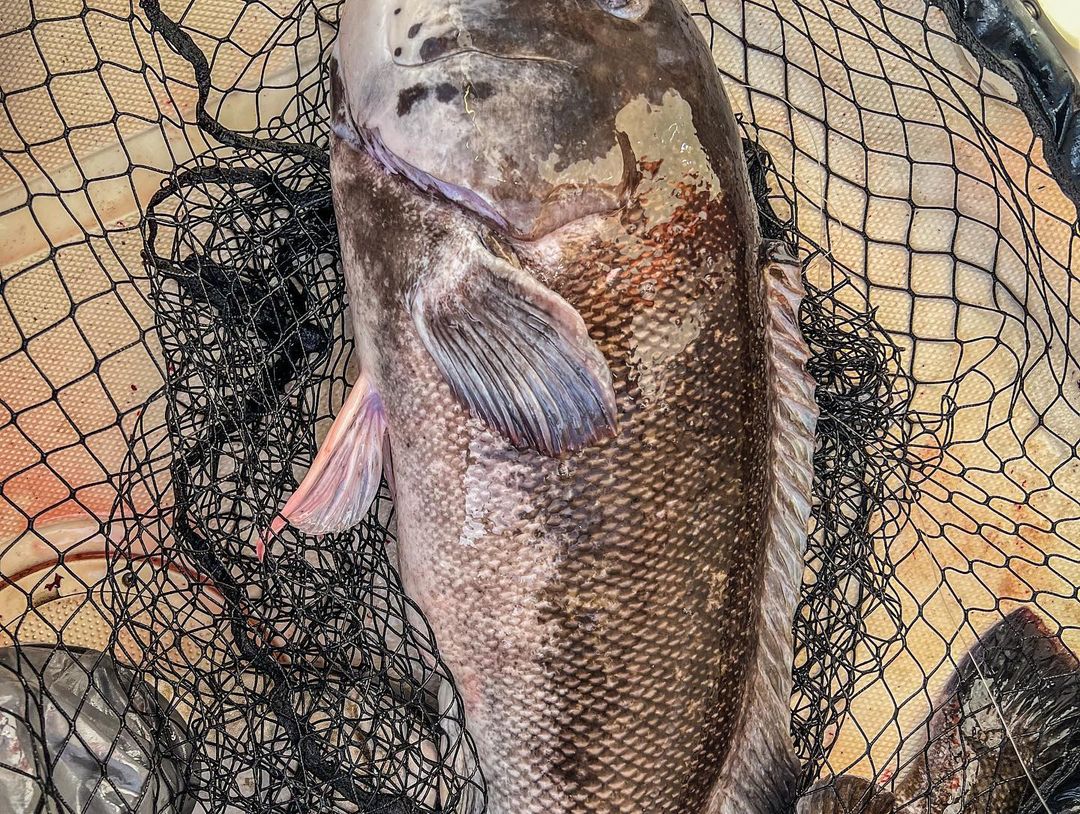Rhode Island Tautog Record