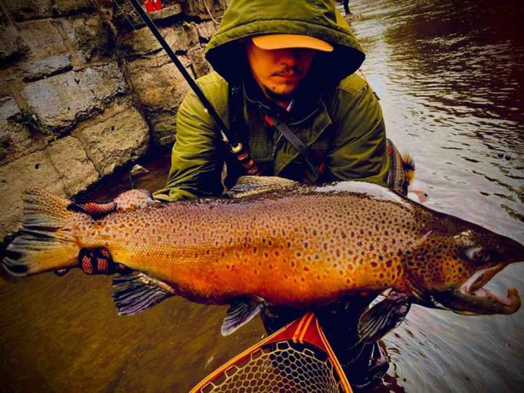 Shawn West brown trout