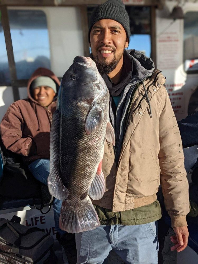 Shinnecock Star Tautog