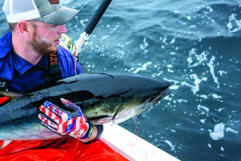 Bluefin Tuna Tagging