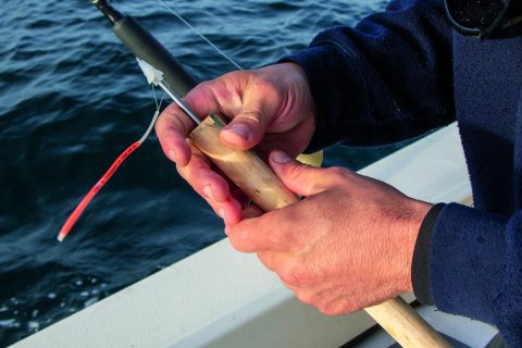 How to Tag Tuna in 6 Steps