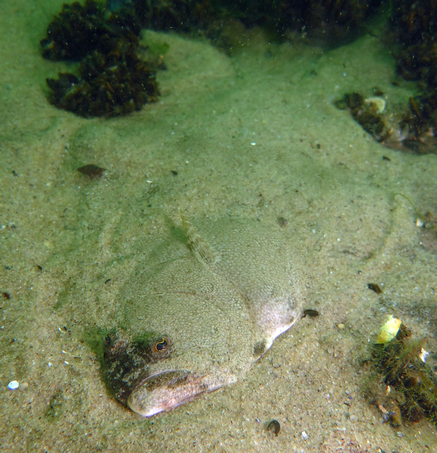 summer flounder 