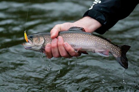 trout on Little Cleo