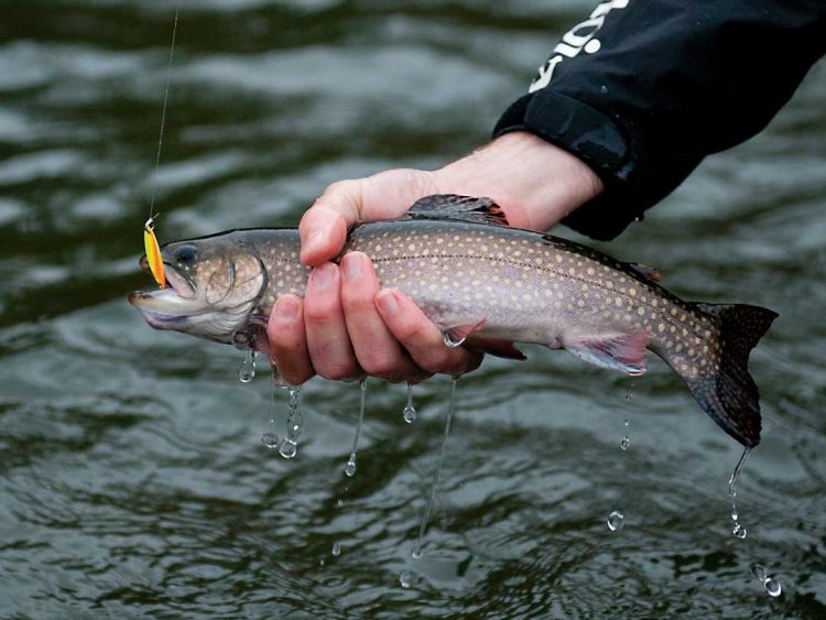 trout on Little Cleo
