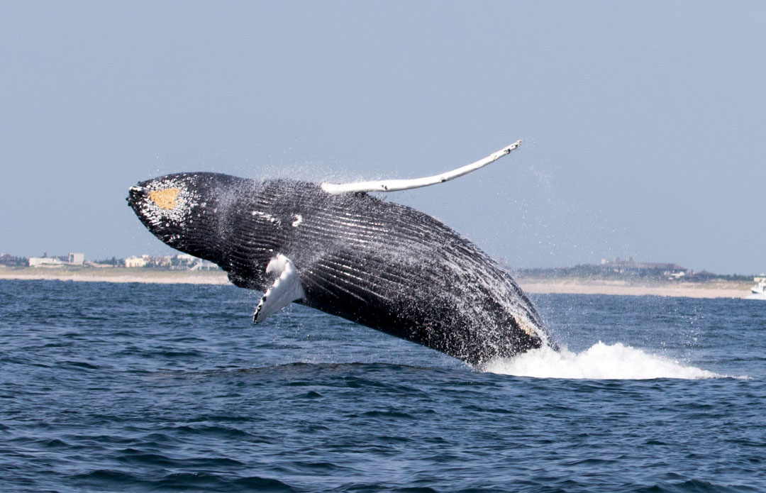 humpback whale breaching