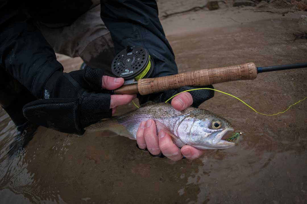 rainbow trout with fly rod