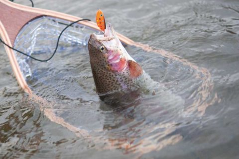 rainbow trout on spoon