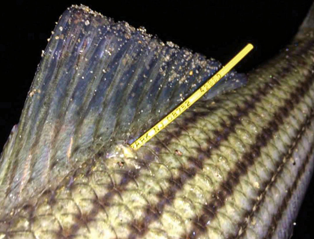 Berkeley Striper Club tagged striper