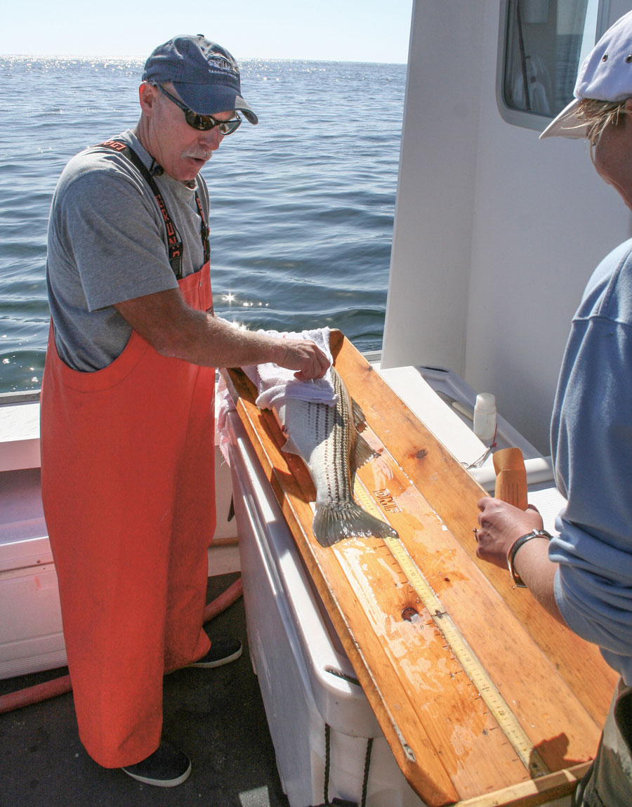 Paul Caruso tagging a striper