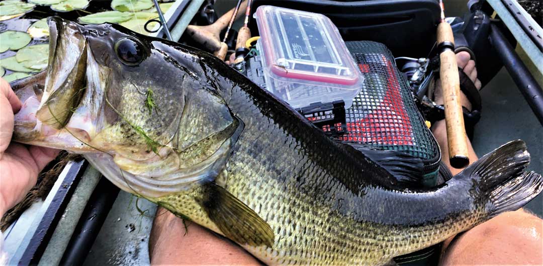 LI 5-pound largemouth in canoe