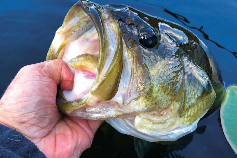 Long Island largemouth