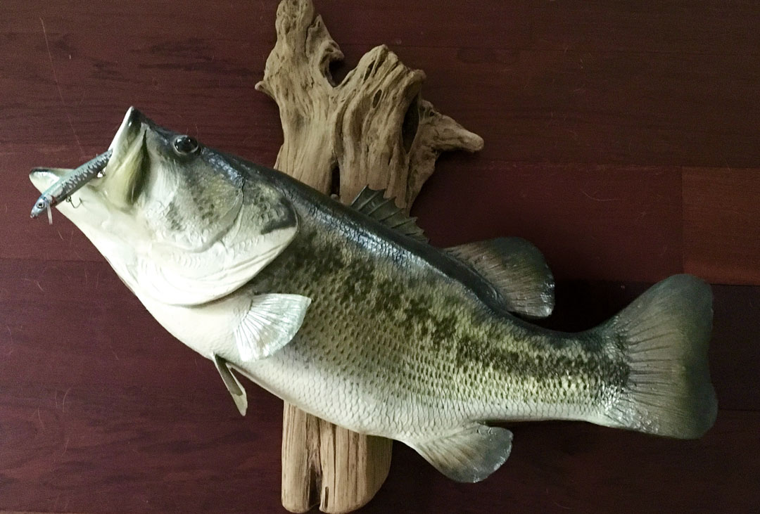 Largemouth bass replica mount