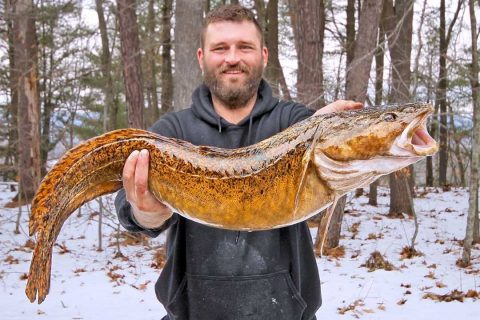 State Record Burbot (Cusk) Caught in New Hampshire