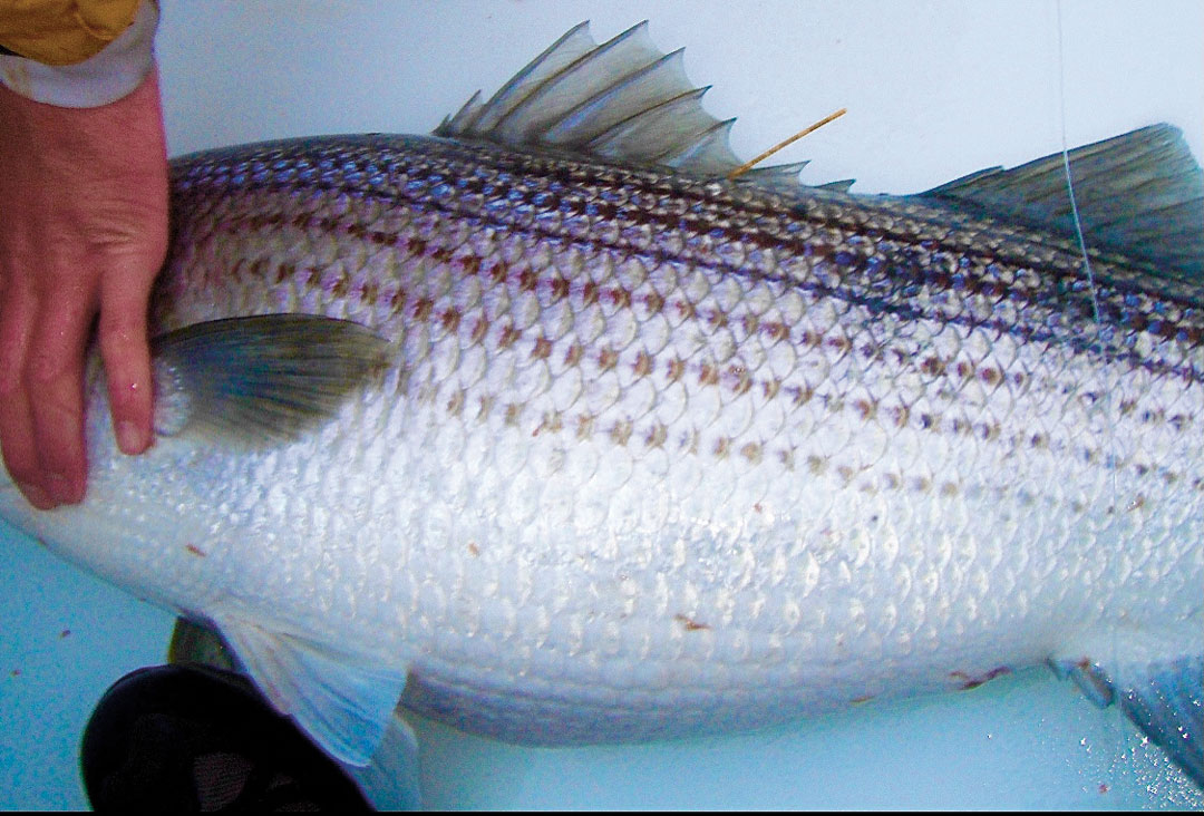 tagged striped bass
