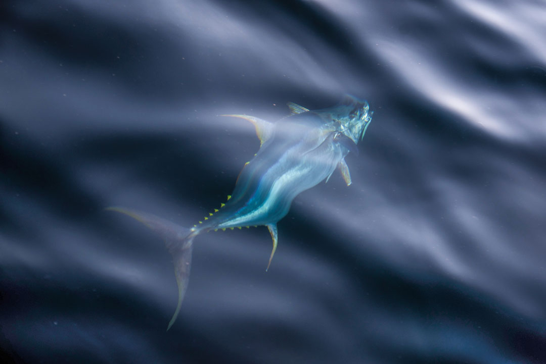 New Jersey yellowfin tuna