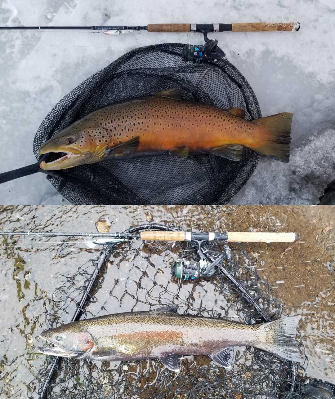 Mark Musser's steelhead and brown