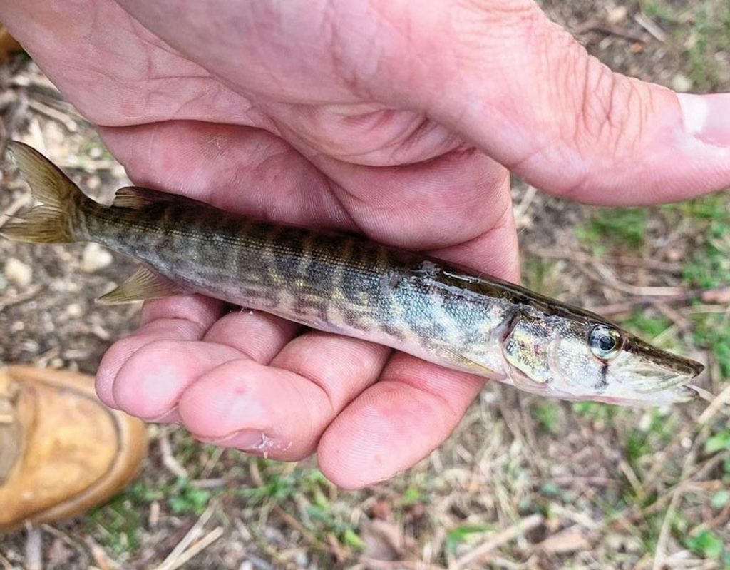 juvenile pickerel