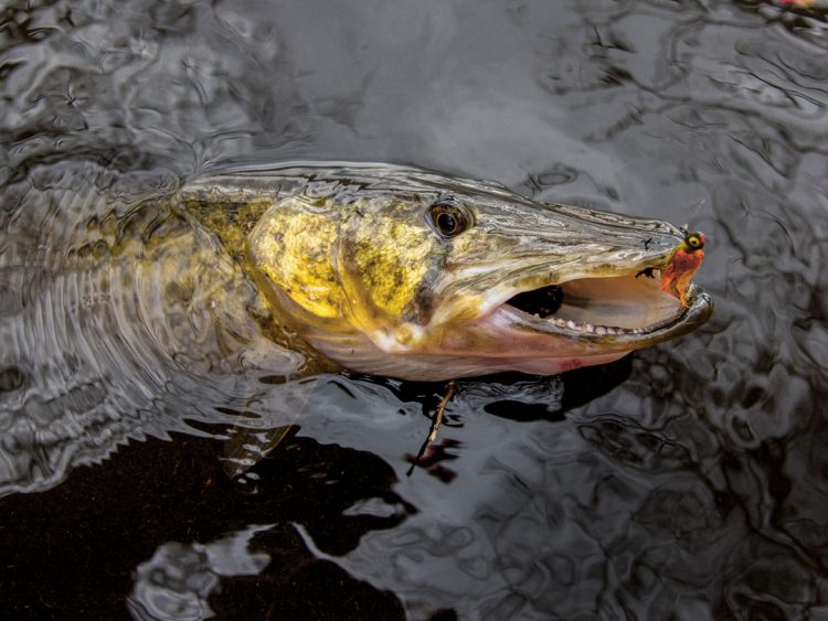 pickerel on jig