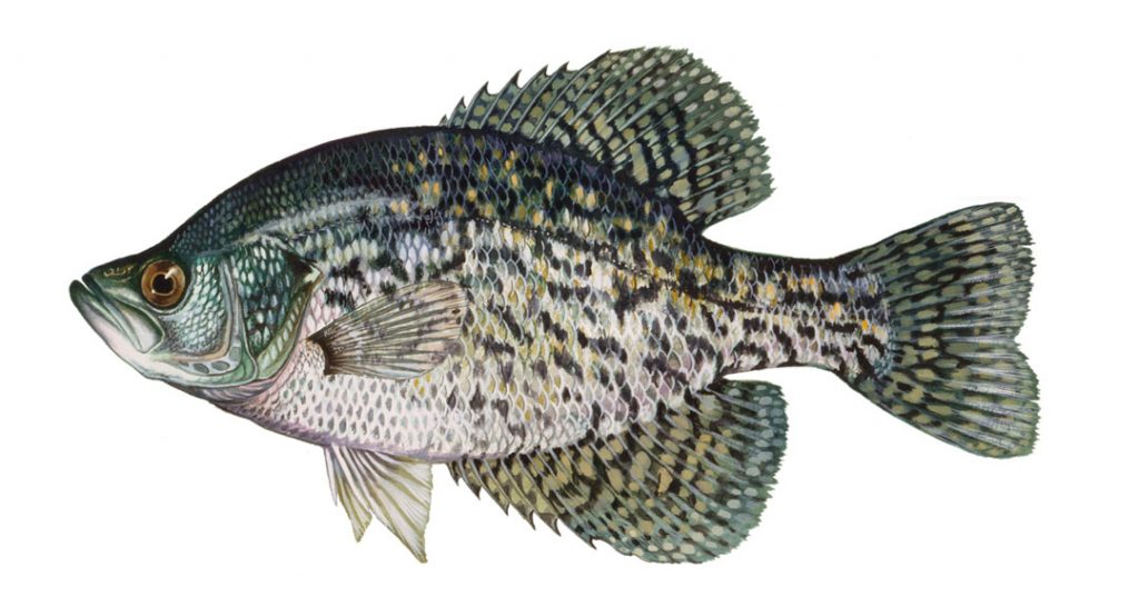 black crappie